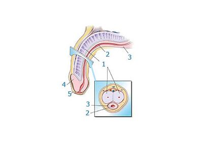 structura penisului